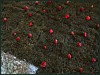 dsc02010.jpg
